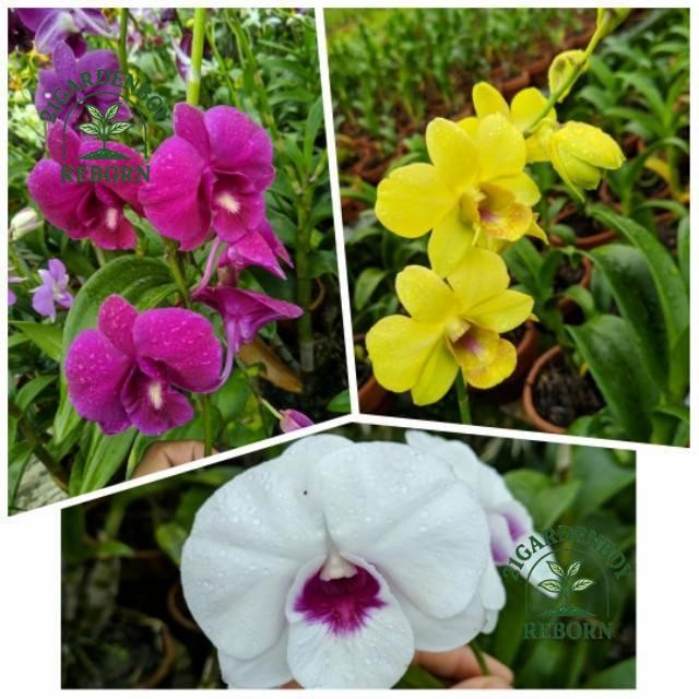 (BISA COD) Paket 3 anggrek dendrobium dewasa / anggrek dendrobium .