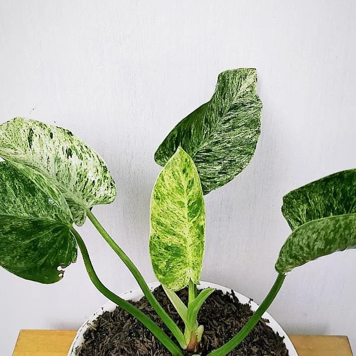 Philodendron Giganteum Marble Variegata | Tanaman Hias | Philo Indoor
