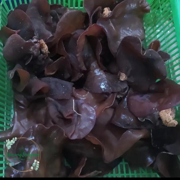 

Jamur kuping fresh pack - jamur kuping