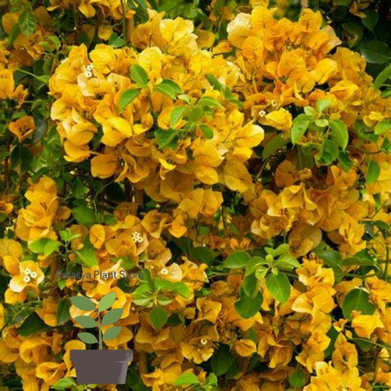 Bougenville Kuning - Tanaman Hias Bougenville Kuning