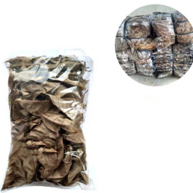 

Promo Daun Pala Kering Pilihan Kualitas Terbaik 200 gram Siap kirim secepatnya