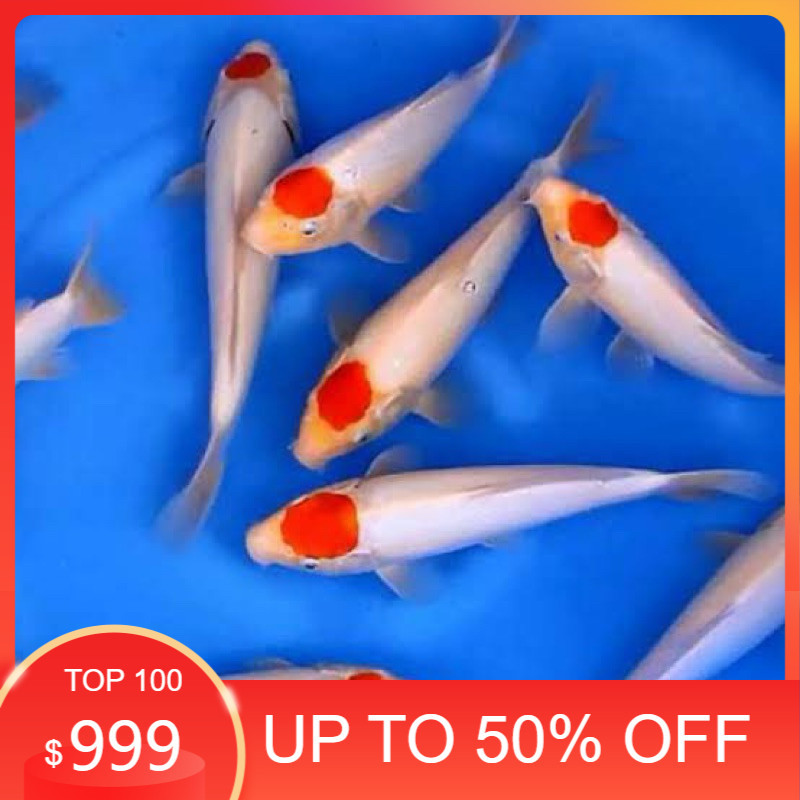 PROMO MURAH KOI TANCHO 5 EKOR SUPER CANTIK BLITAR