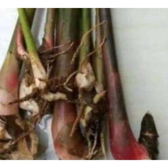 

Jual Bibit Combrang Murah