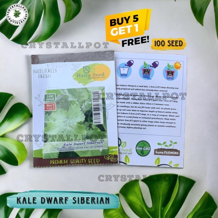 BENIH BIBIT KALE DWARF SIBERIAN HAIRA SEED - KALE SIBERIAN BUY 5 GET 1