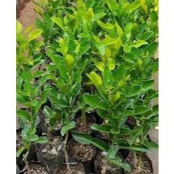 Bibit Jeruk Purut Asli / Pohon Jeruk Purut - Tanaman Jeruk Purut - Bibit Jeruk Purut Untuk Masak