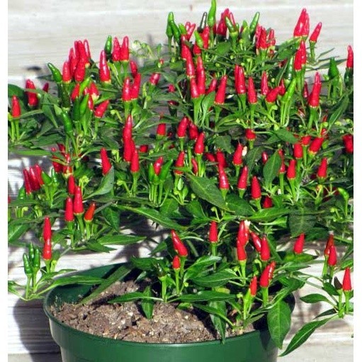 Bibit Benih Cabe Rawit (Isi 50 Biji)