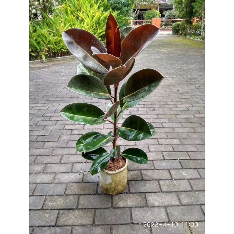 Karet Kebo/Karet Kebo Merah BA new