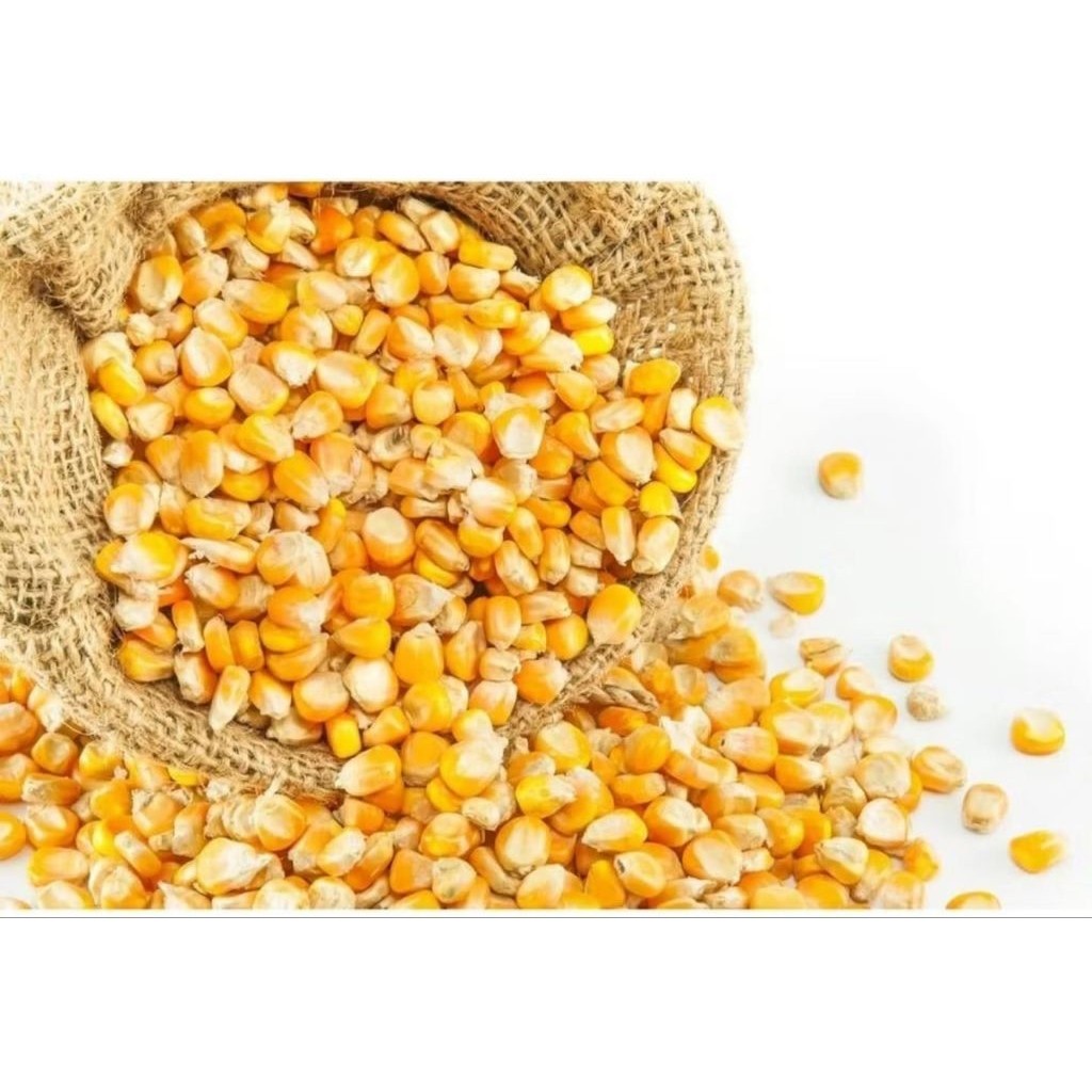 Jagung Popcorn Mushroom 1kg