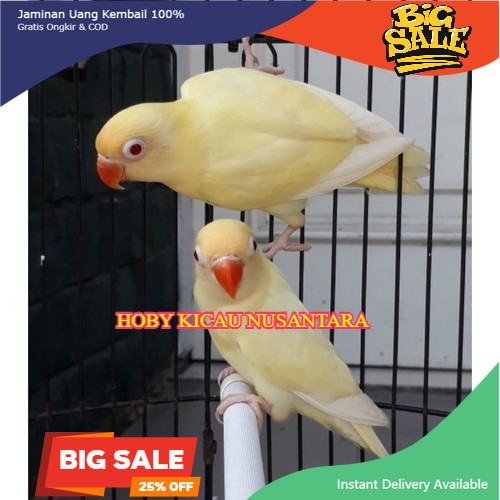 Burung Lovebird PB Creamino MM mata merah Pilihan Mulus