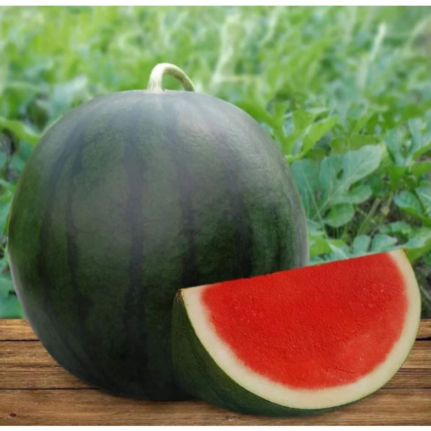 Biji Benih Bibit Bibit Tanaman Buah Semangka Tanpa BIji