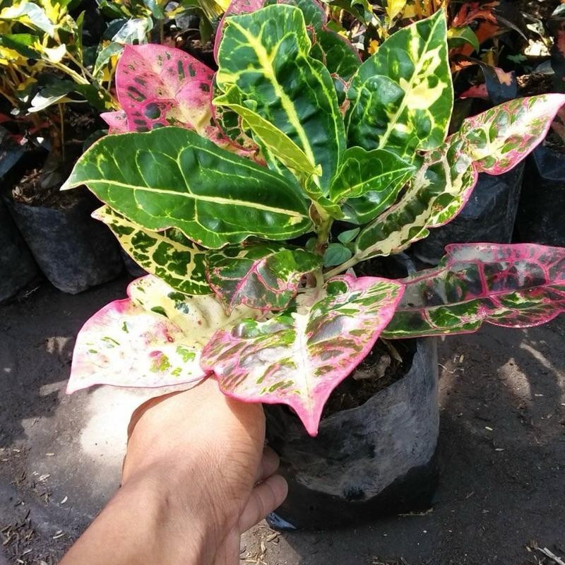 Tanaman hias puring kura - Puring kura kura