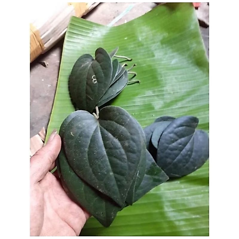 Daun sirih hitam hutan asli fresh 50 lembar