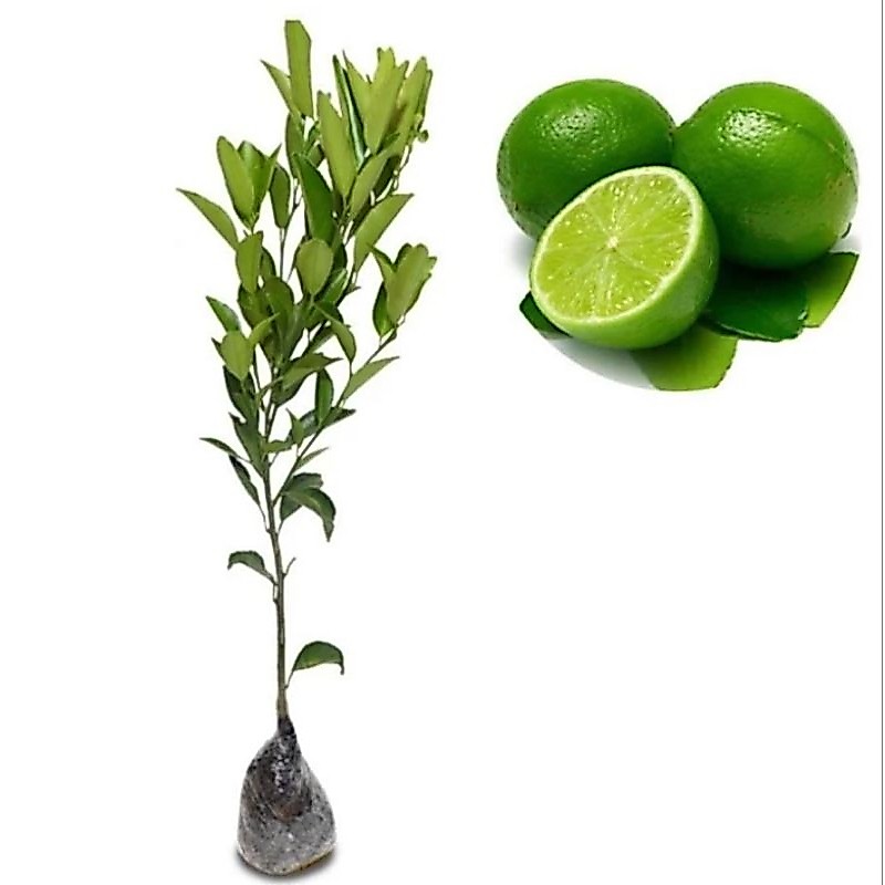 Tanaman Buah Jeruk Nipis / Pohon Jeruk Nipis Siap Berbuah
