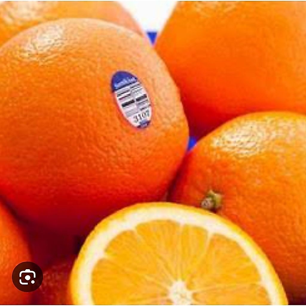 Jeruk Sunkist Valencia l Jeruk Peras l
