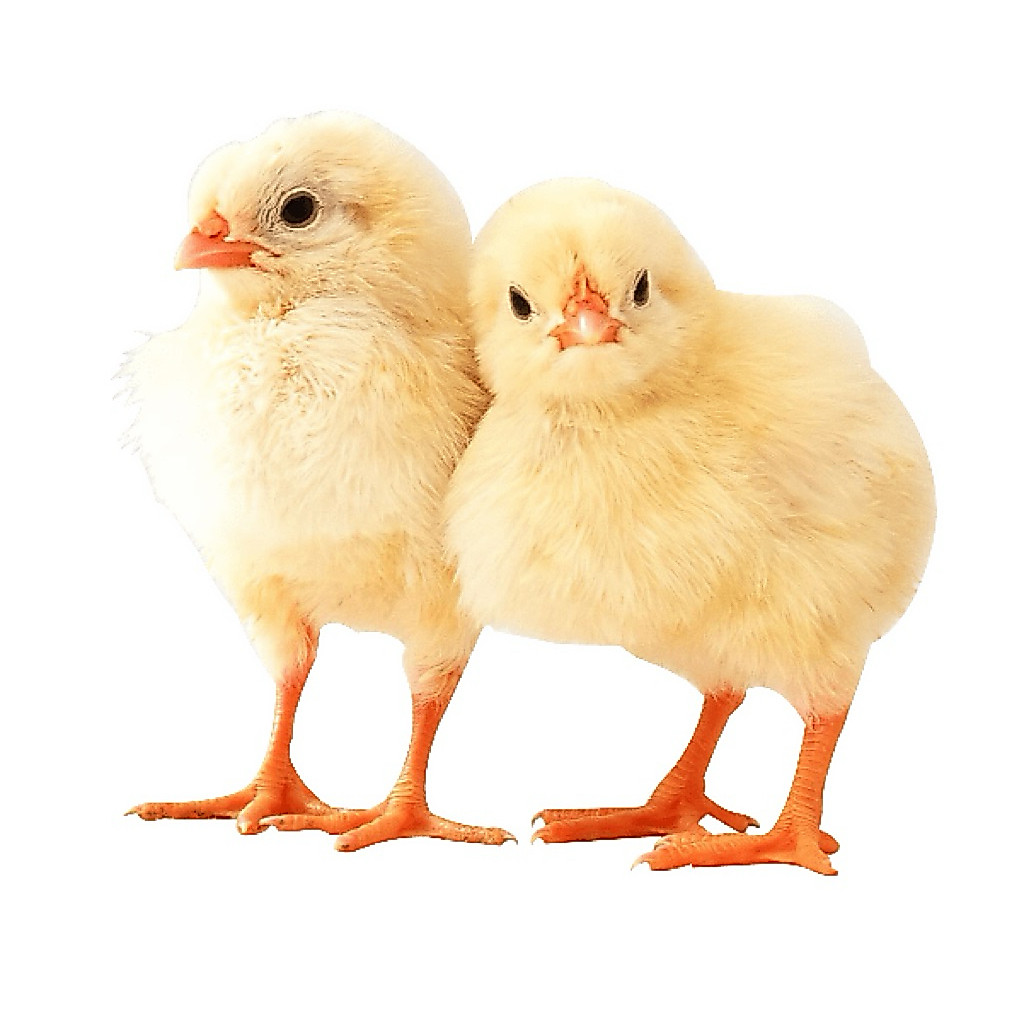 DOC MARDI / AYAM AKA RAJA MARDI / AYAM KAMPUNG PETELOR / AYAM KAMPUNG PEDAGING
