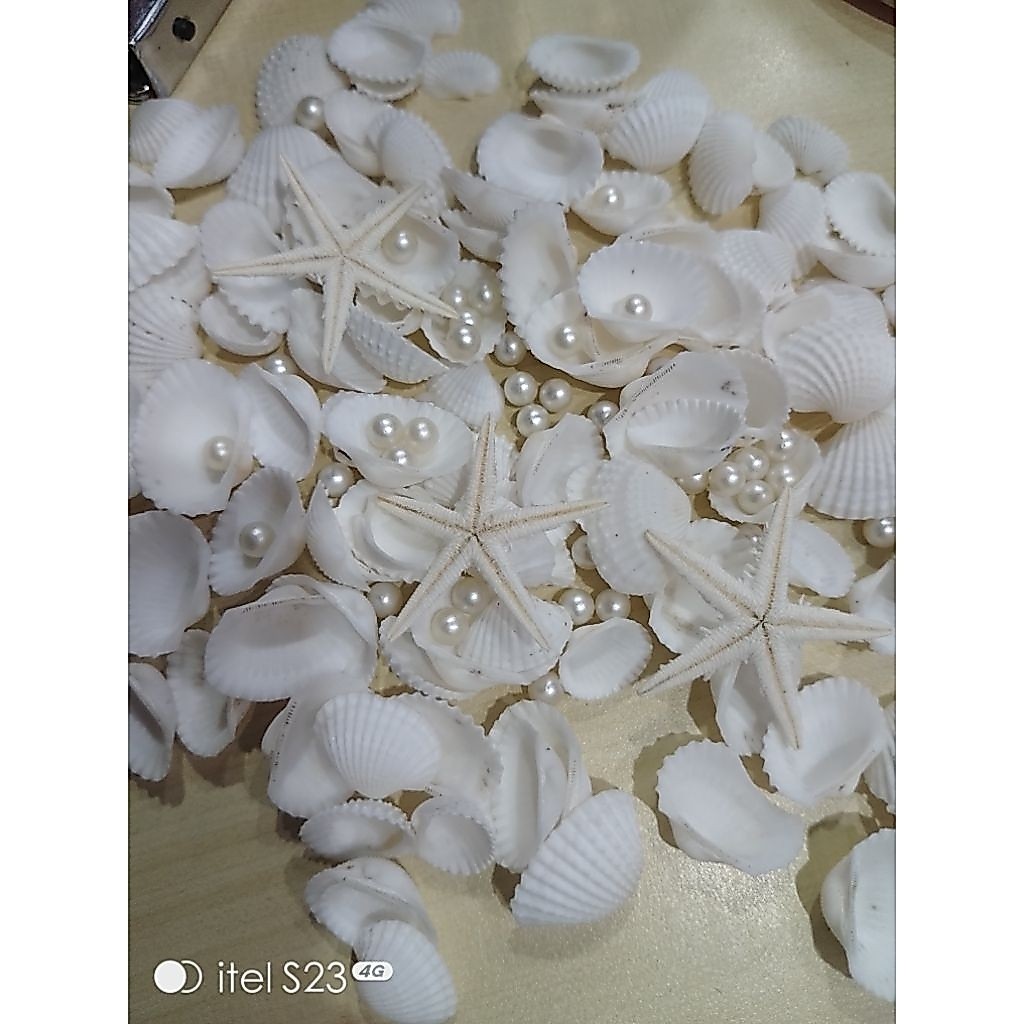 paket kerang mutiara bintang laut kecil