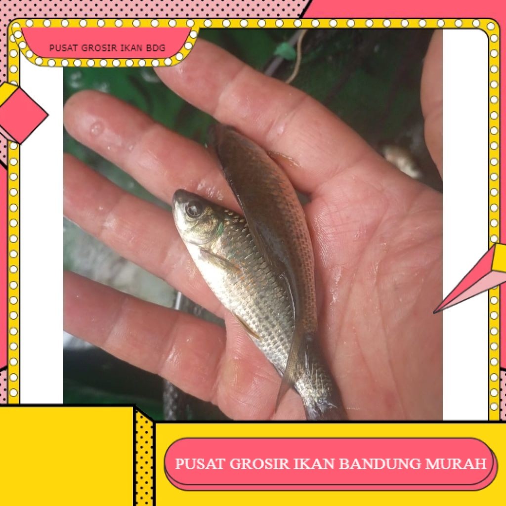 NILEM TERAPI [100 ekor] bibit ikan nilem ukuran 7 - 9 cm per  100 ekor GROSIR IKAN