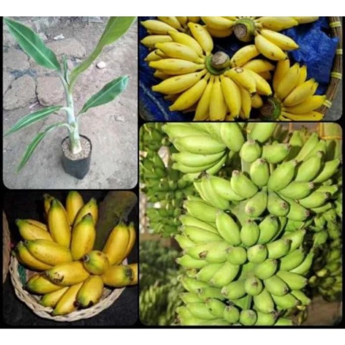 

bibit pohon pisang muli kualitas terbaik