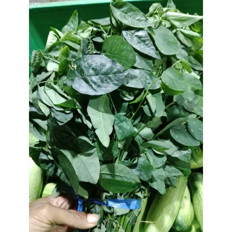

daun katuk segar mang sayur /ikat