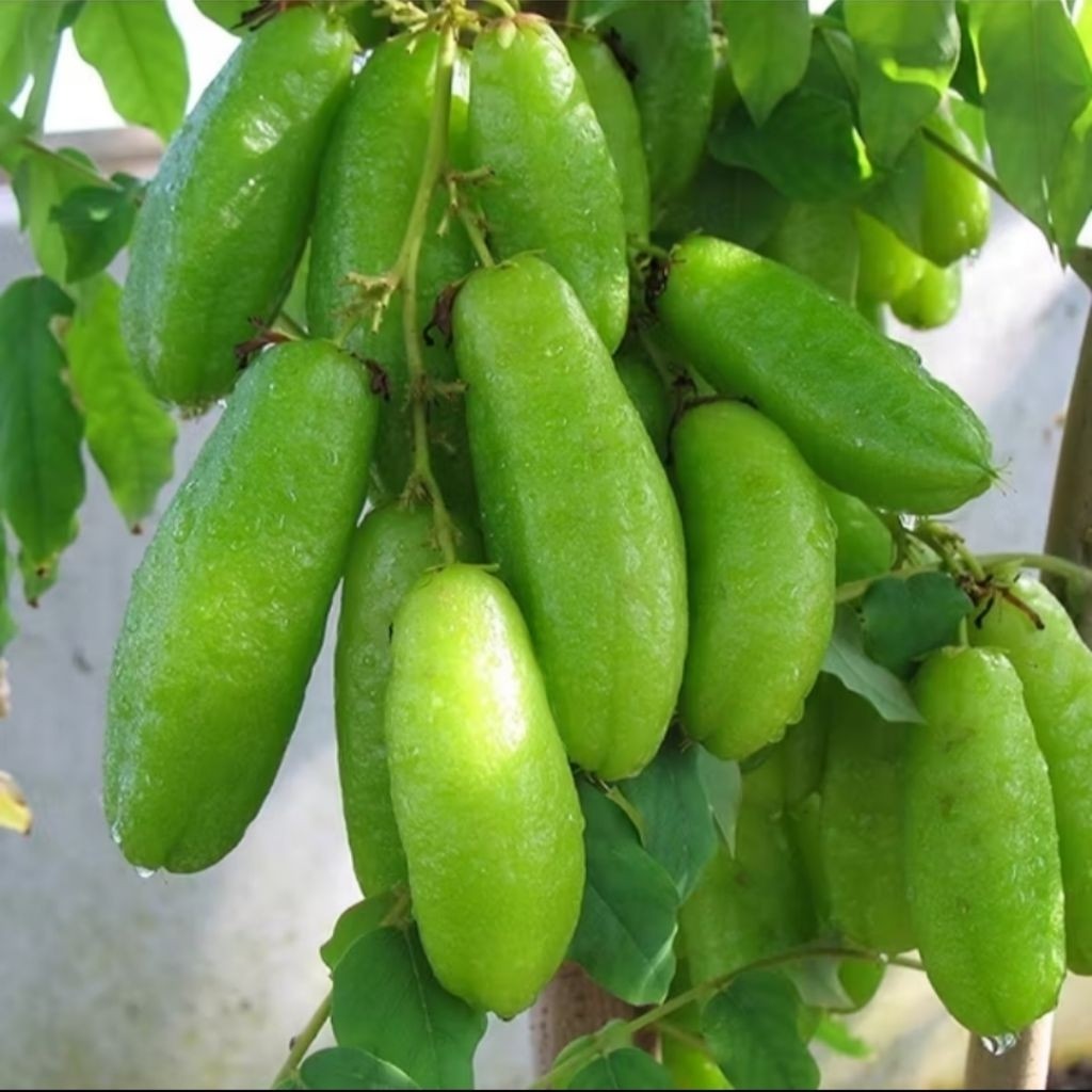 

Belimbing Sayur Segar Petik Langsung 100gram