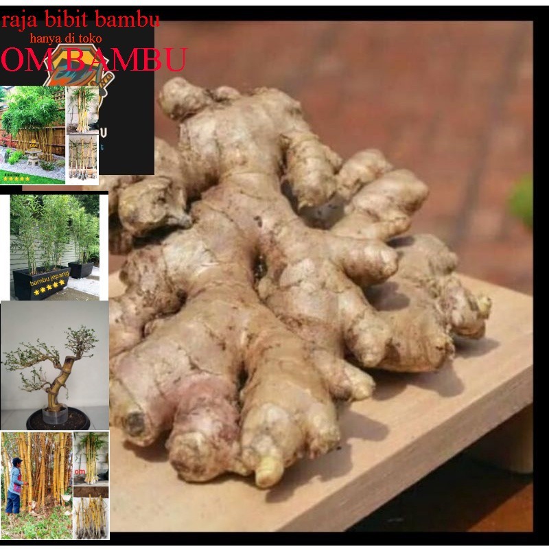 

Jahe Gajah/Besar 1kg