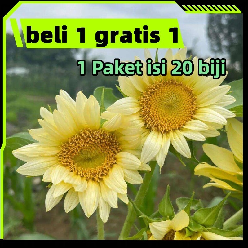 Beli 1 dapat 1 gratis Benih Super Bunga Matahari Bibit Bunga Matahari Sunflower Tanaman Hias Bunga H