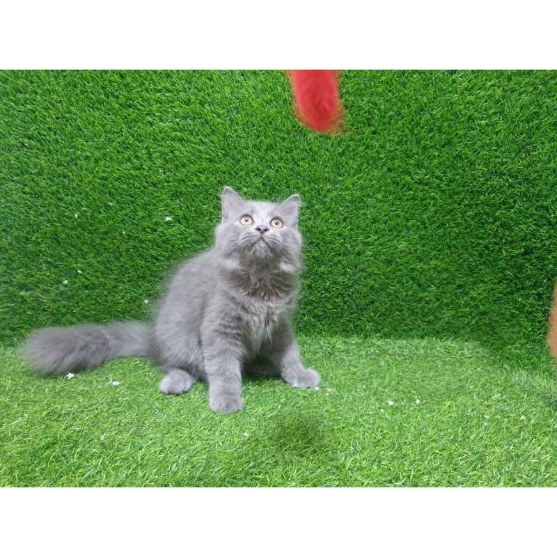 anakan kucing Persia