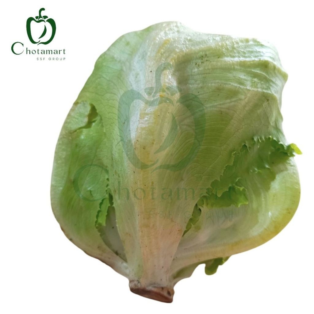 ice berg/Lettuce 330G-400G