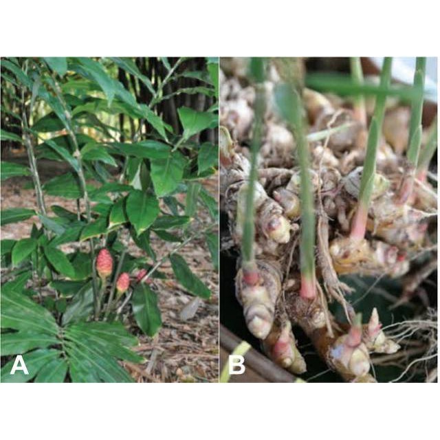 

Kampung Kuring12 Lempuyang Gajah 1kg Kondisi Segar Jumbo