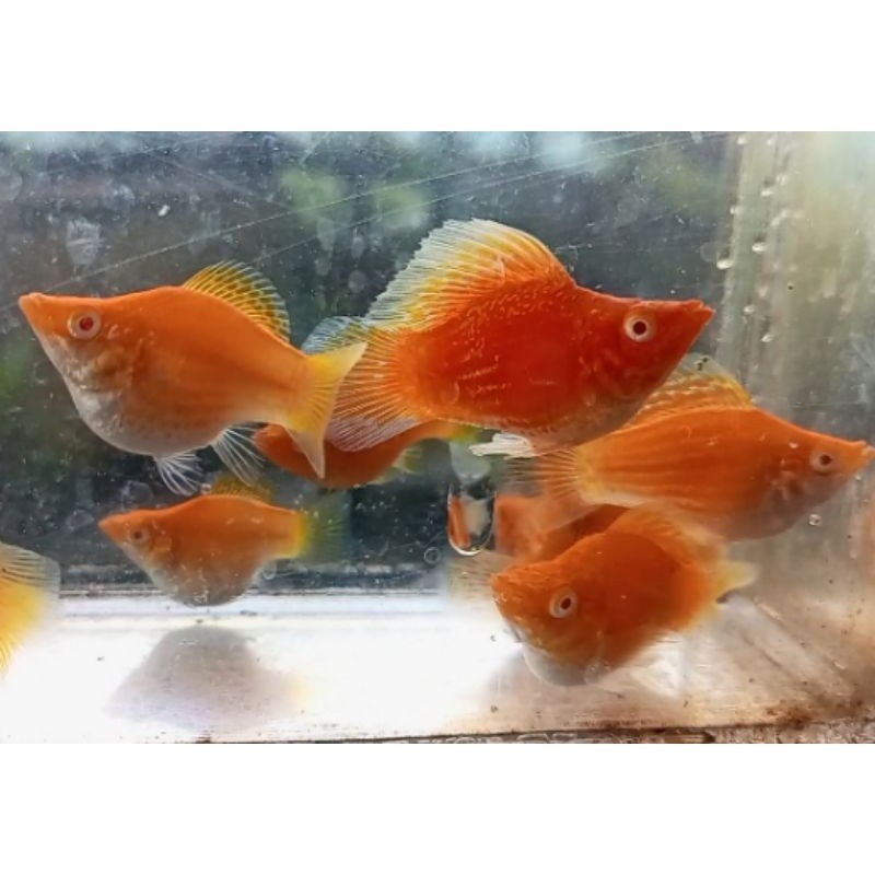 molly BALON albino YAMABUKI roundtail