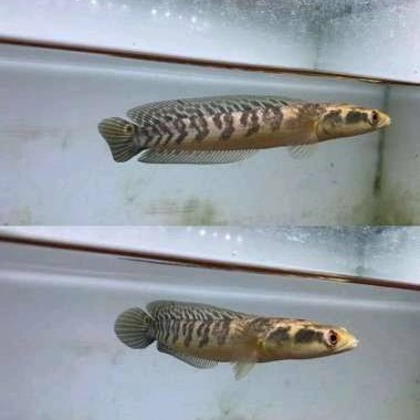 hobi PAKET PROGRES CHANNA MARU YELLOW SENTARUM + MAGGOT + KETAPANG BAHAN KONTES GRADE A