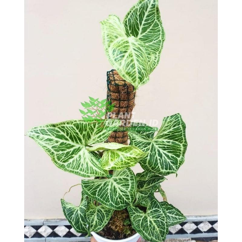 Promo BISA COD Tanaman Hias Singonium Original Syngonium Batik Tanaman Hidup Termurah kualitas terba