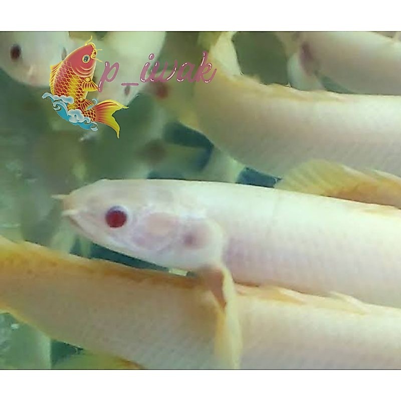 Pemanis aquarium variasi berkualitas palmas albino size 12-13cm