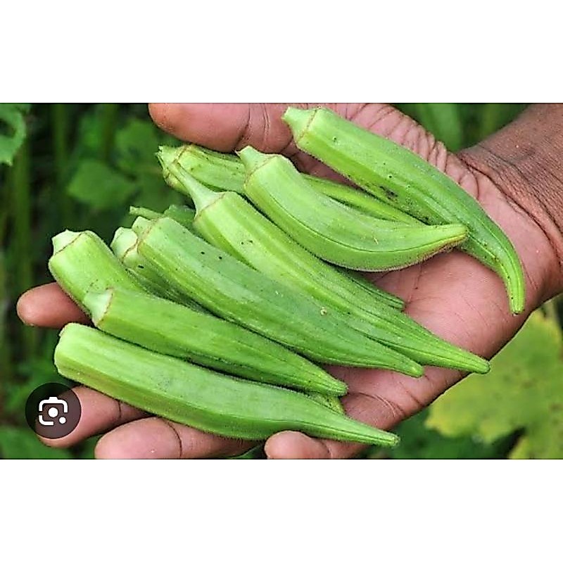 OKRA (SAYUR OKRA)