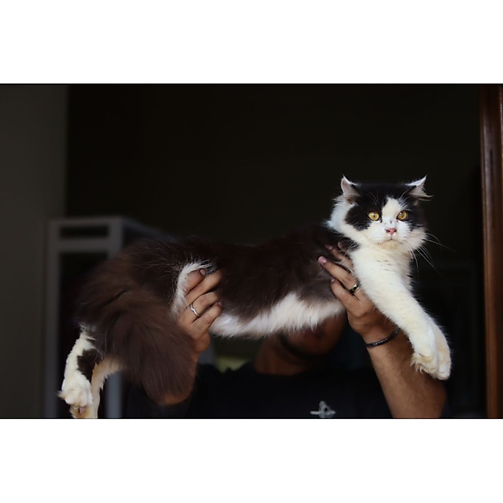kucing Maine Coon jantan imut super
