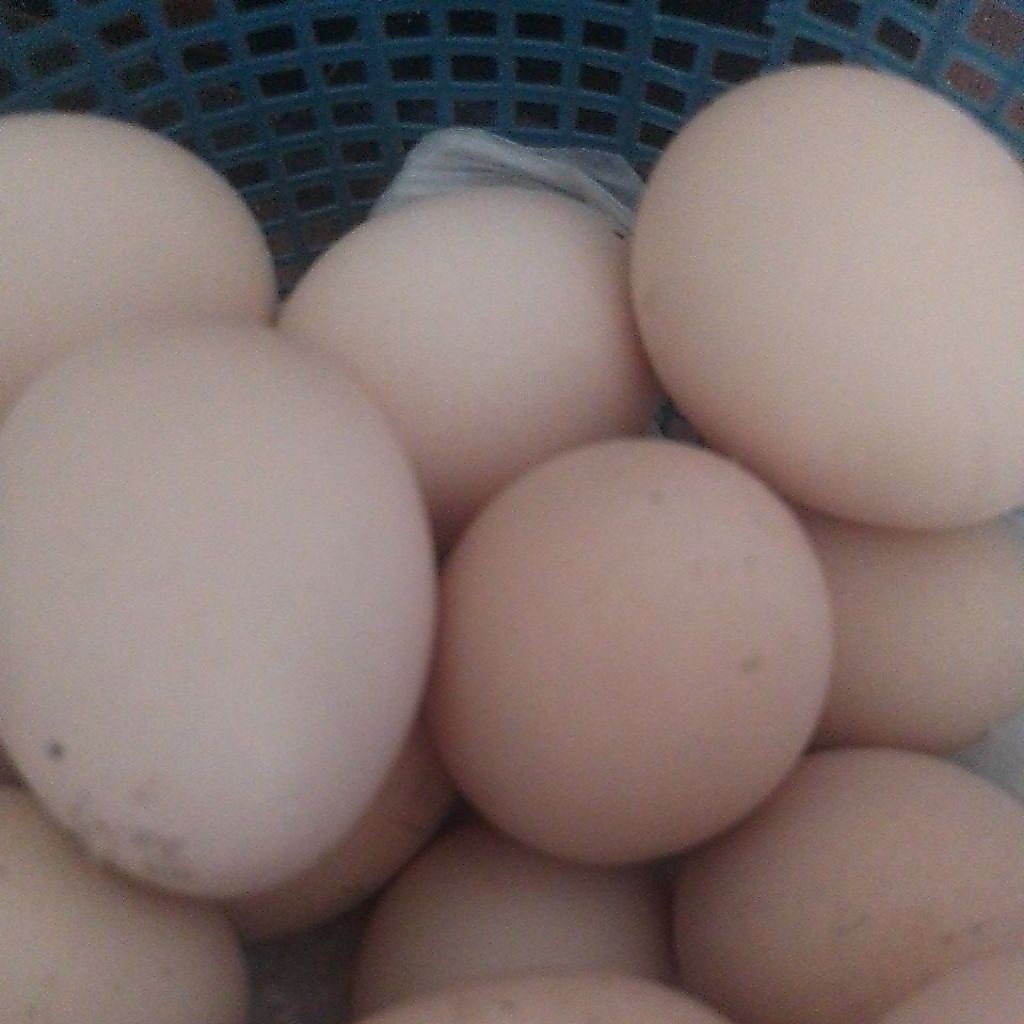 Telur shamo eropa ori Fertil