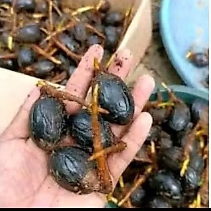 Kecambah Biji Pala 100 Biji Siap Tanam Benih Pala Unggul