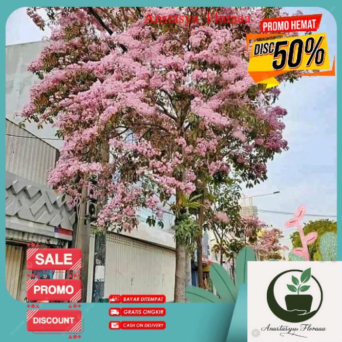 POHON TABEBUYA 3 METER ROSEA PINK