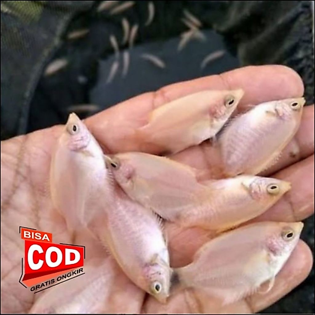 gurame padang isi10 ukuran 6-8 cm bisa jumbo