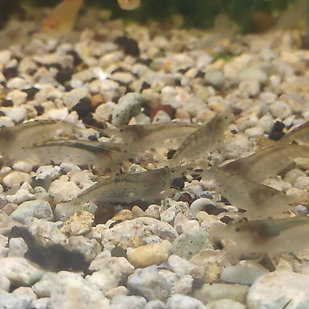 udang amano sulawesi ORI