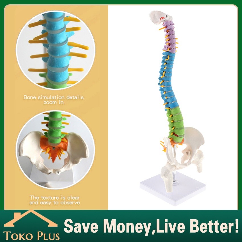 

Alat Peraga Kerangka Model Manekin Tulang Belakang Manusia / Anatomi Kerangka Tulang Belakang Panggul Manusia