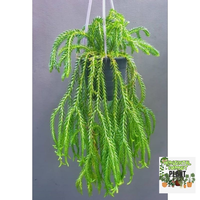 tanaman gantung Huperzia phlegmaria - tanaman -  huperzia