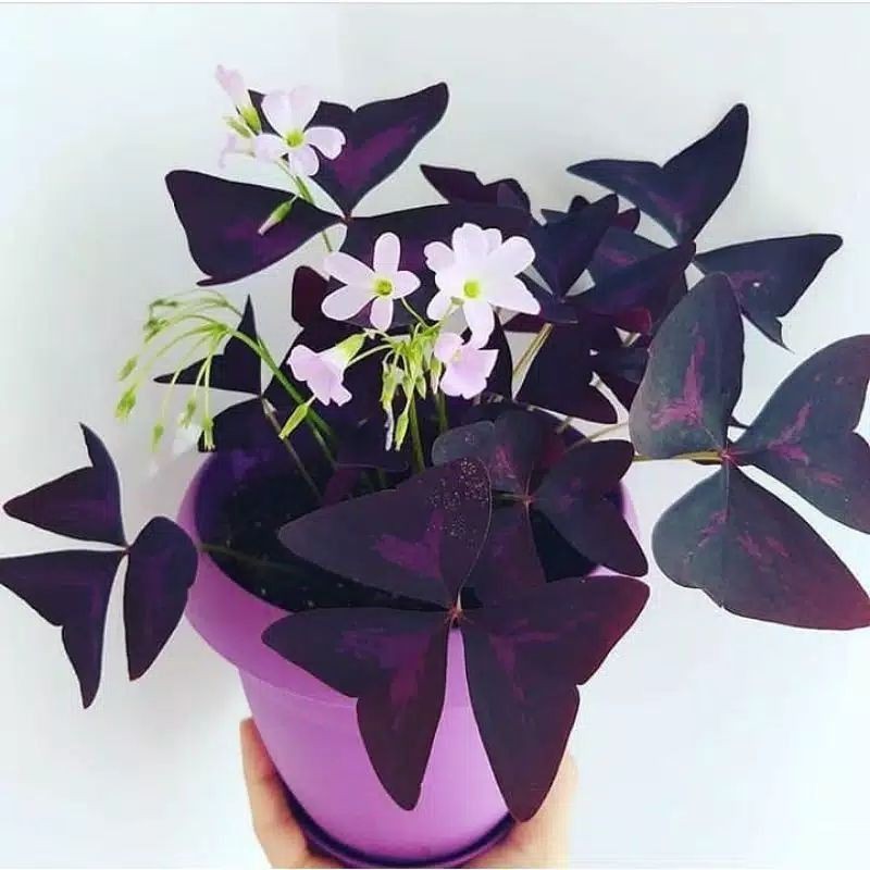 Tanaman kupu kupu oxalis ungu - pohon oxalis ungu