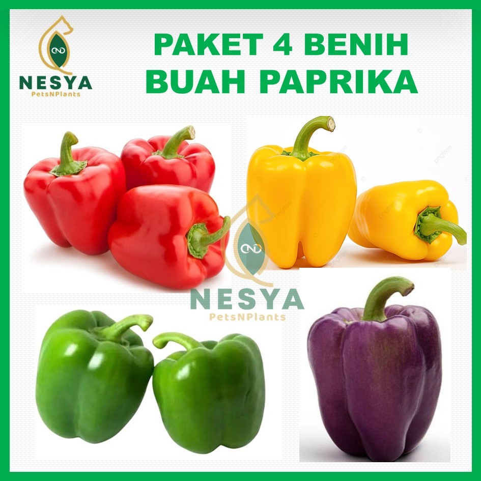 Paket 4 Benih Paprika Merah Kuning Hijau Ungu Benih Paprika Benih Buah Paprika