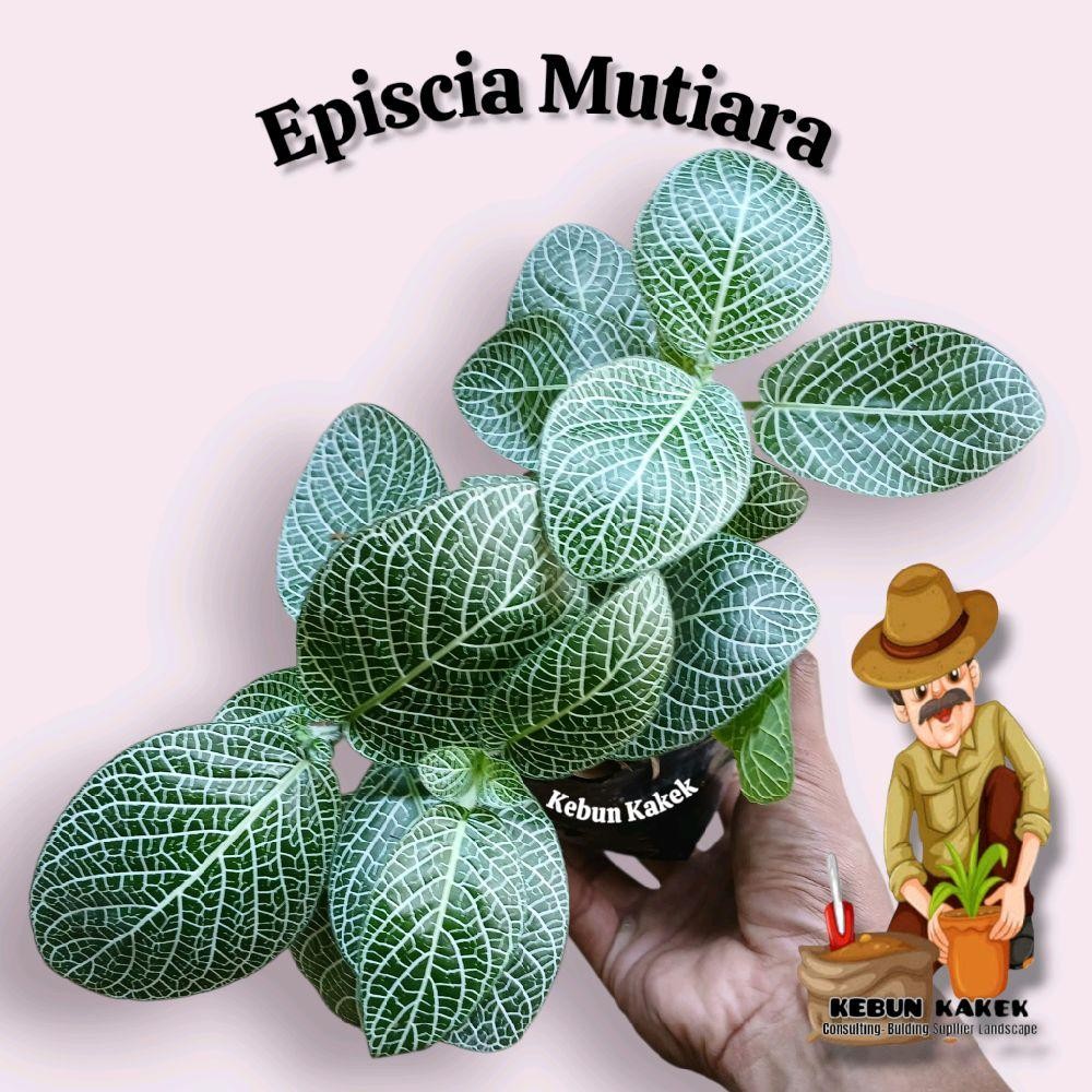 Episcia Mutiara / Tanaman Hias Episcia Mutiara / Tanaman Gantung Episcia Mutiara