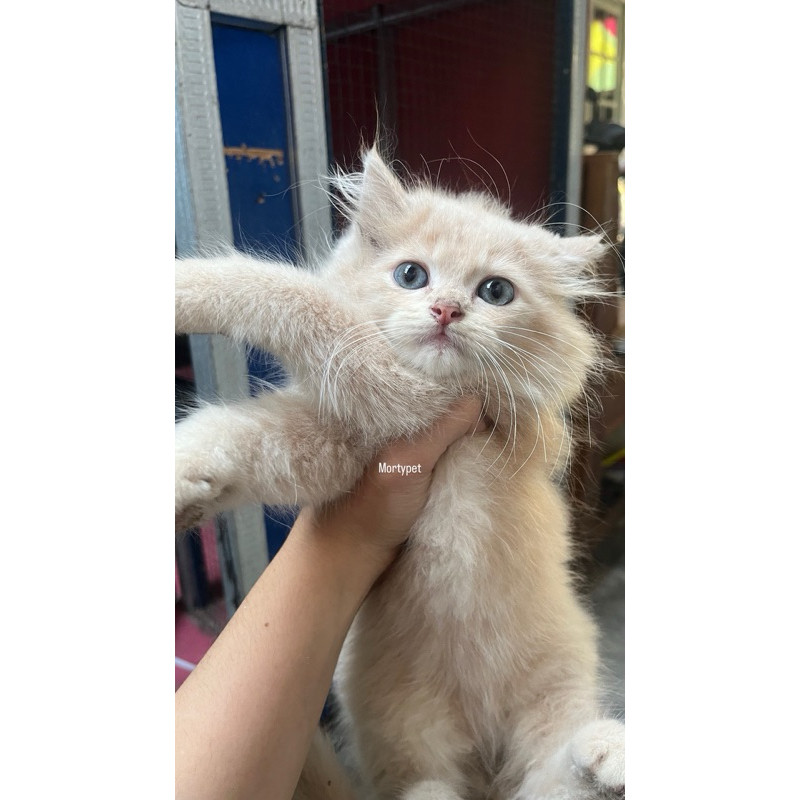(Free Baju) Kitten Kucing persia himalaya flatnose bigbone bulu kapas super