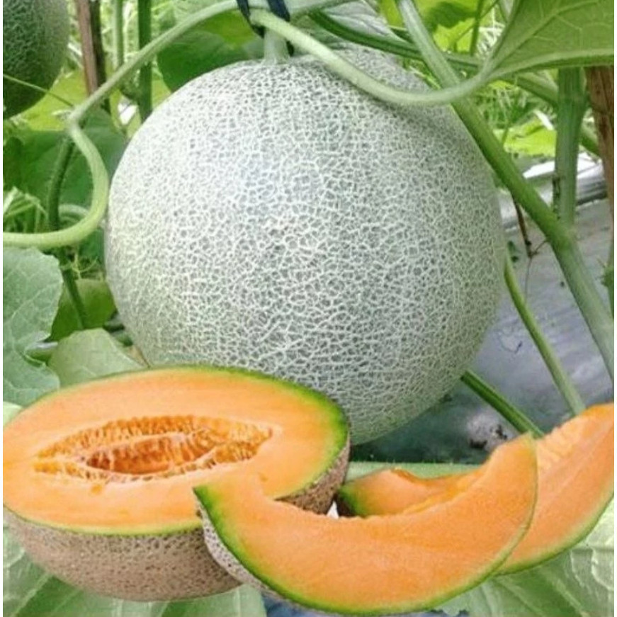 Biji Benih Bibit Benih Buah Melon Jumbo