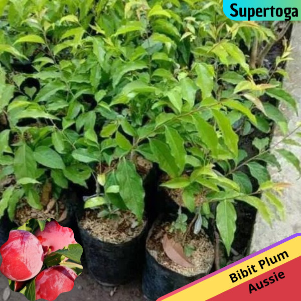 PROMO BIBIT PLUM AUSSIE / AUSTRALIA HASIL CANGKOK KUALITAS UNGGUL SUPER MURAH BIBIT APEL PUTSA HITAM
