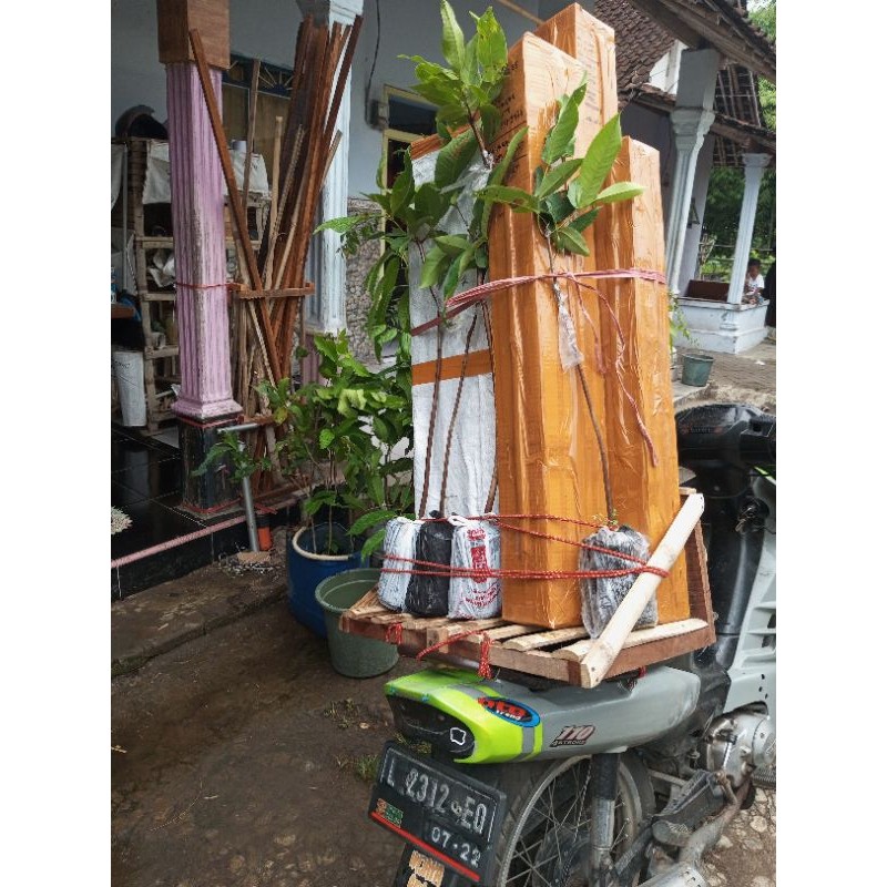 (CANGKOKAN ) Jambu Air Kombinasi 2in1 (Bebas)