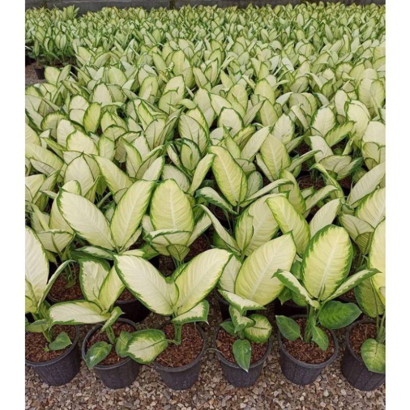 Tanaman Hias Hidup diven susu / bunga aglonema putih tisu